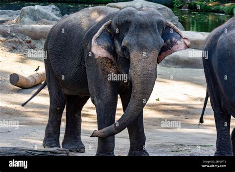 The Asian Elephant Also Called Asiatic Elephant Is The Only Living