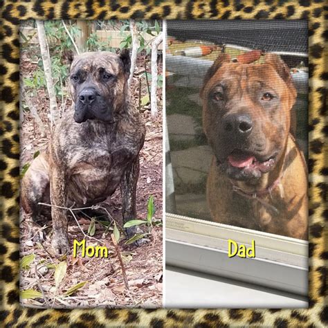 Browse healthy akc, aca, and apri and puppies available. Perro de Presa Canario Puppies For Sale | Hampstead, NC ...