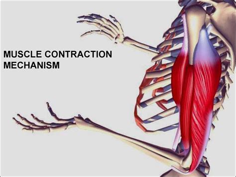 Muscle contraction mechanism - презентация онлайн