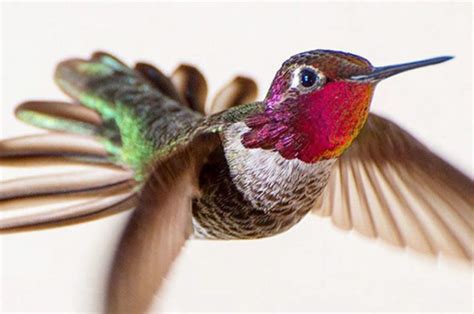 Колибри 96 фото единственной птицы умеющей летать назад