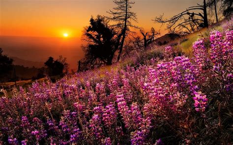 Sunset Slope Beauitful Glow Meadow Orange Mountain Fiery