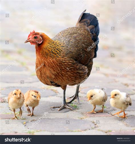 Mother Hen Her Chicks Stock Photo 166933811 Shutterstock