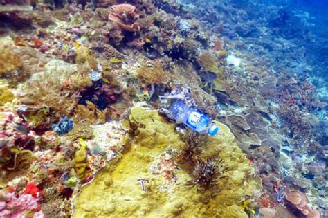 11 Mil Millones De Pedazos De Plástico Están Destruyendo Los Corales