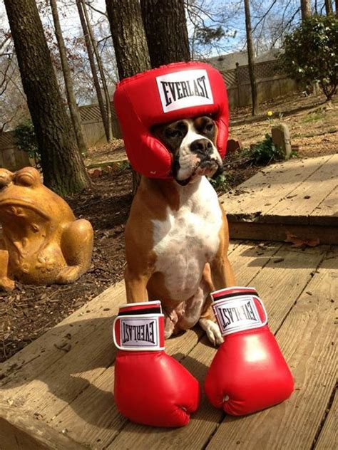 Perro Boxeador Perro Boxeador Boxer