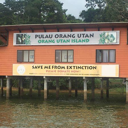 We did not find results for: Bukit Merah Orang Utan Island Foundation (Semanggol ...