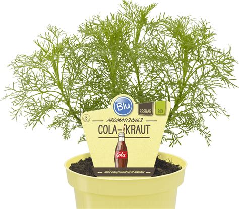 Durch studien wurde belegt, dass die eberraute antibakterielle wirkungen hervorbringen kann. Cola-Kraut - Blu - Kräuter & Gemüse - So gesund kann ...