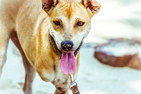 Goeco's range of volunteer programs in community development, conservation, and animal welfare include cultural immersion aspects that make volunteering enriching for all participants. Volunteer in Thailand: Animal Welfare Volunteering in Koh ...