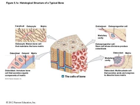 This bone also presents in the ribs, inside the vertebrae, in the joint bones, and in the skull. Pin on Basic A&P