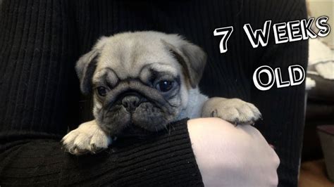 7 Week Old Pug Puppy Stanley Youtube