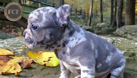 Click here to view american bulldogs in ohio for adoption. French bulldog puppies ohio rescue > ALQURUMRESORT.COM