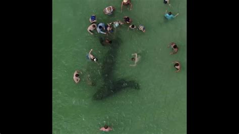 Crowds Of Florida Beach Goers Filmed Harassing Protected Manateees