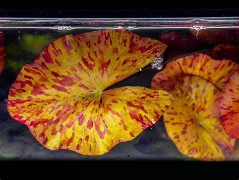 Nymphaea Tiger Lotus Aquarium Plant — Buce Plant