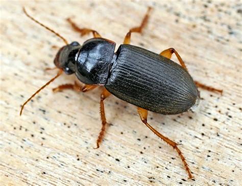 Opinions On Ground Beetle