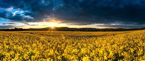 Download Yellow Flower Sunrise Flower Field Nature Rapeseed 4k Ultra Hd