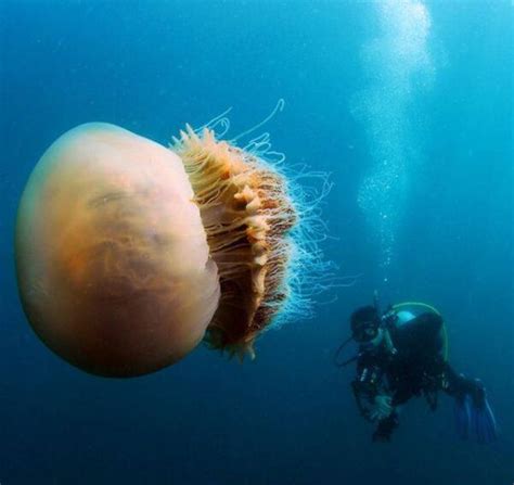Lions Mane Jellyfish The Worlds Largest Jellyfish Ever Recorded