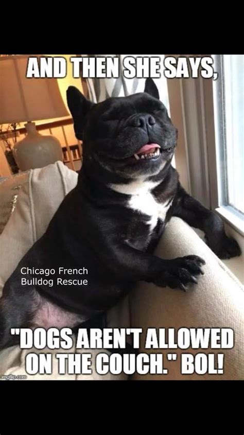 Wtfrenchie january 15, 2017 3 comments. Living with a Frenchie! - Chicago French Bulldog Rescue ...
