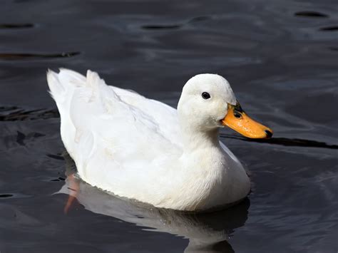 Mengenal Hewan Dan Tumbuhan Nama Ilmiah Bebek