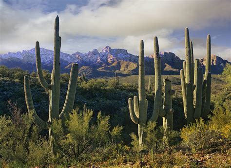 Saguaro Cacti And Santa Catalina Photograph By Tim Fitzharris Fine