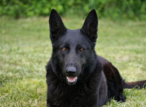 Black German Shepherd Dog Ii By Sandy Keeton