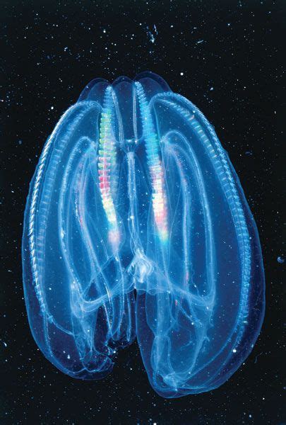 Aquarium Of The Pacific Online Learning Center Comb Jelly Sea