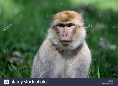 Mammal Monkey Animal Mammal Monkey Morocco Gibraltar Algeria Berberaffe