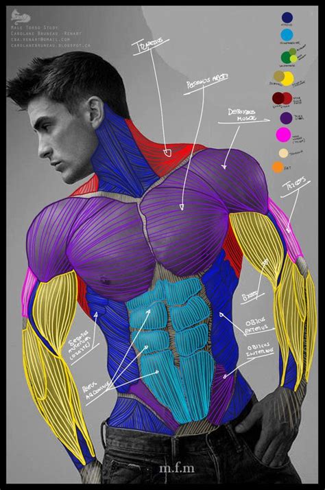 Demekin Anatomy Study By Lerenart On Deviantart Art References Human