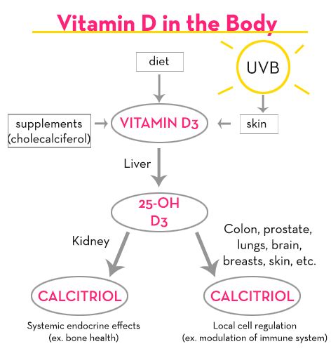 What You Need To Know About Vitamin D Snob Essentials