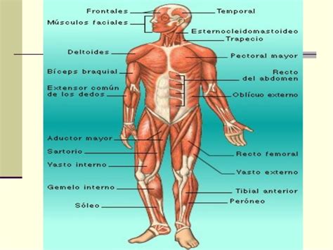 Musculos Del Cuerpo Humano Y Sus Partes Pdf