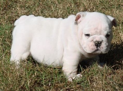 Miniature English Bulldog Puppies For Sale New York Ny 273031