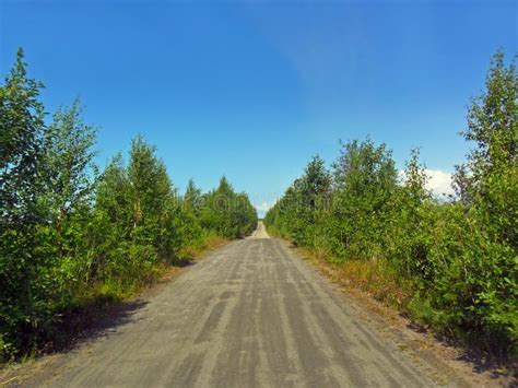 Old Forest Road Stock Photo Image Of Viewpoint Horizontal 95507670