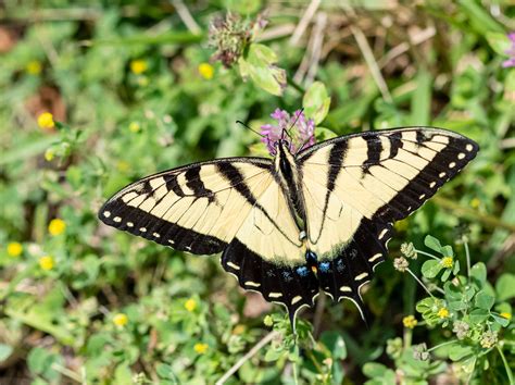 Butterfly Macro An Appalachian Tiger Swallowtail In Shenan Flickr