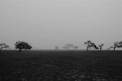 Free Images Tree Horizon Cloud Black And White Fog Mist Morning