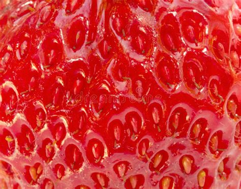 Strawberry Extreme Close Up Stock Image Image Of Close Strawberry