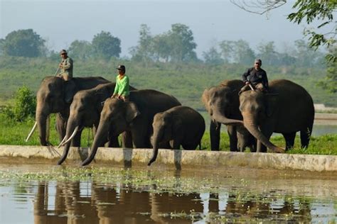 Download mewarnai gambar gajah alamendah s blog. 20+ Koleski Terbaru Gambar Sketsa Gajah Sumatera - Tea And ...