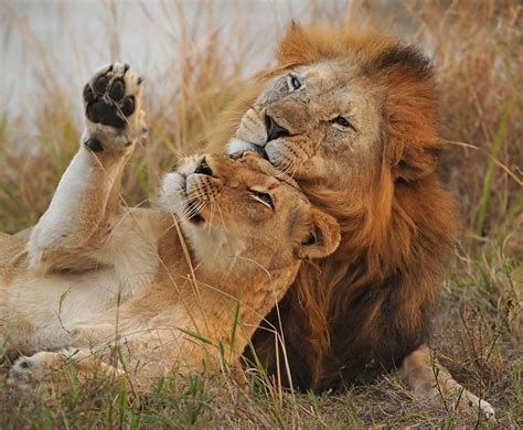 Like All Lions Cecil Had A Huge Capacity To Love