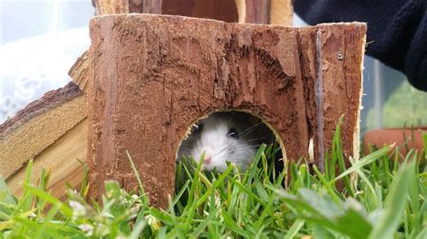 Hamster Auslauf Im Garten Einfach Selber Bauen
