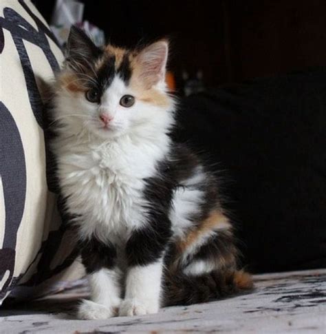 35 Female Calico Cat Names The Paws