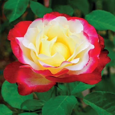 Double Delight Hybrid Tea Garden Roses Pococks Roses The Cornish Rose Company