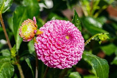 Pink Dahlia Flower With Raindrops Growing In The Garden Stock Image Image Of Grow Flower