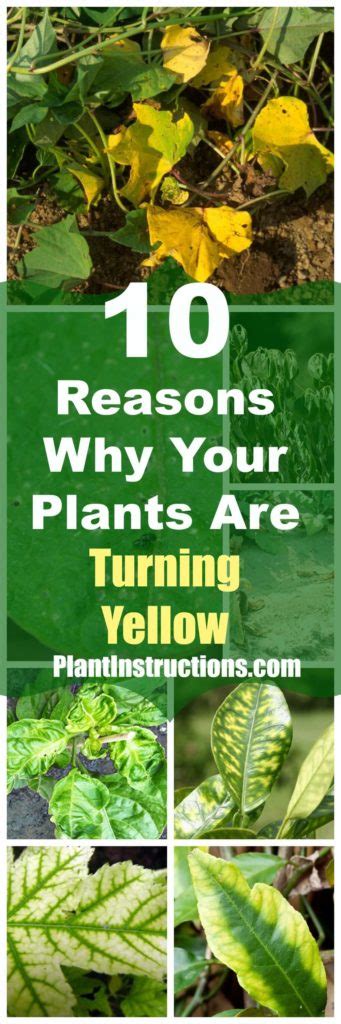 10 Simple Reasons Why Your Plants Are Turning Yellow