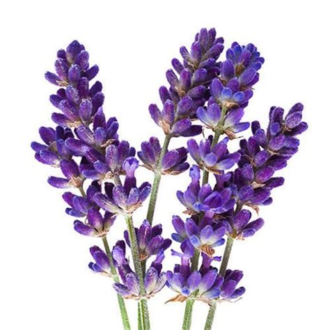 Dry Lavender Flowers Ustekhuddus At Rs 500 Kilogram ड्राइड फ्लावर