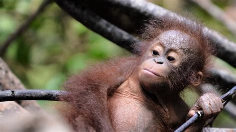 Borneo Nearly 150000 Orangutans Lost In Only 16 Years