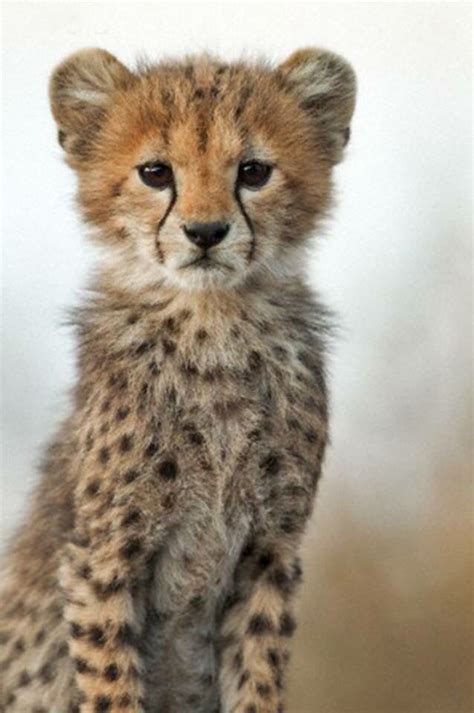 Cheetah Baby Cute Baby Animals Cute Animals Baby Animals Pictures