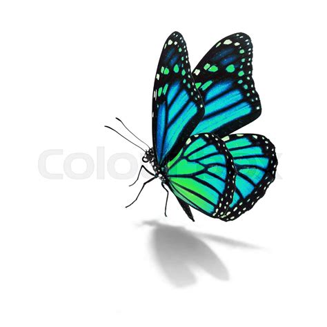 Blue Monarch Butterfly Stock Image Colourbox