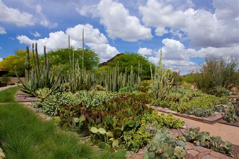 Desert Botanical Garden Phoenix Central Arizona