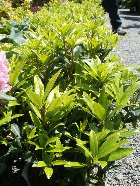 These bushes can provide color and interest to a drab nook in your yard. Pin on ~Dwarf~evergreen's~