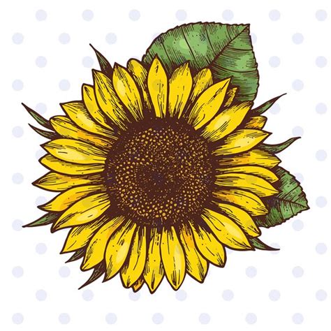 Clip Art Sunflowers 20 Free Cliparts Download Images On Clipground 2021
