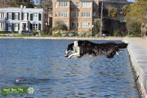 Blue Merle Border Collie Stud Stud Dog South Carolina Breed Your Dog