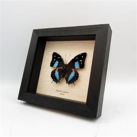 Real Blue Butterfly Framed Taxidermy Baeotus Japetus Etsy