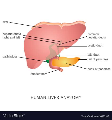 Liver Body Diagram Labeled